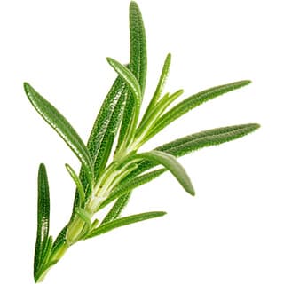 Italian rosemary