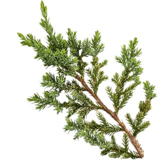 Juniper leaf