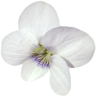 White violet