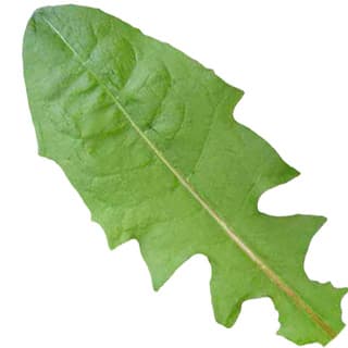 Dandelion leaf