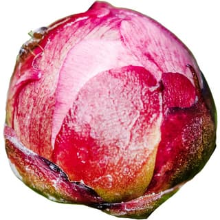 Peony bud