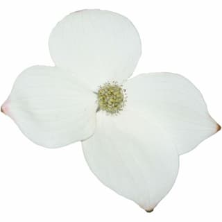 Dogwood blossom