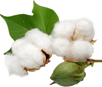 Cotton flower