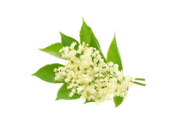 Elderflower