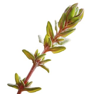 Provençal thyme