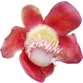 Cannonball tree blossom