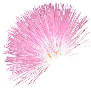 Silk tree blossom