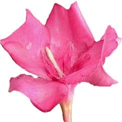 Pink oleander