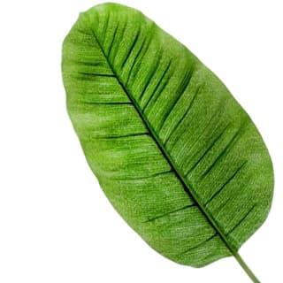 Banana leaf