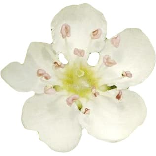 Japanese hawthorn