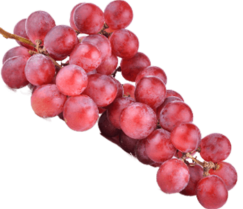 Wine Grape