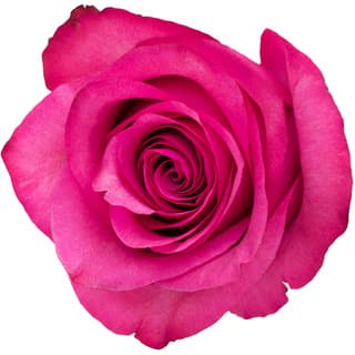 Turkish pink rose