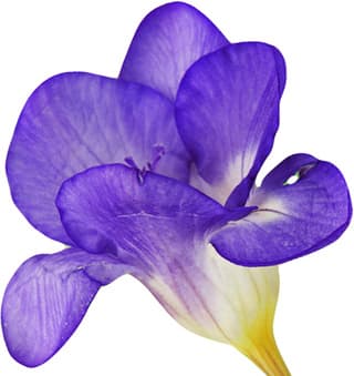 Blue freesia