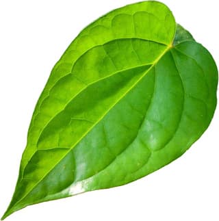 Betel leaf