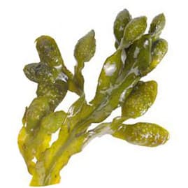 French bladderwrack