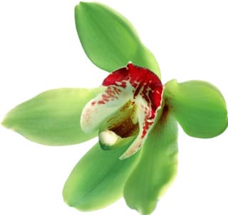 Vanilla orchid