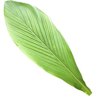 Indian curcuma leaf