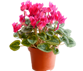 Cyclamen