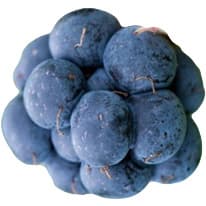 English dewberry