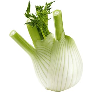 Spanish fennel