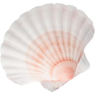 Sea shell