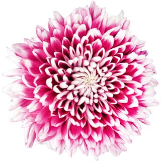 Chrysanthemum absolute