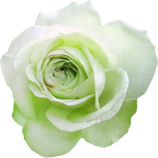 Green rose