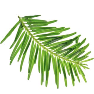 Noble fir