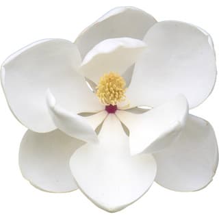 Southern magnolia