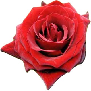 Baccara rose