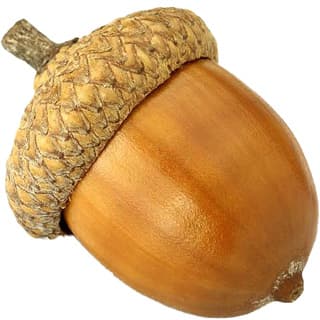 Acorn