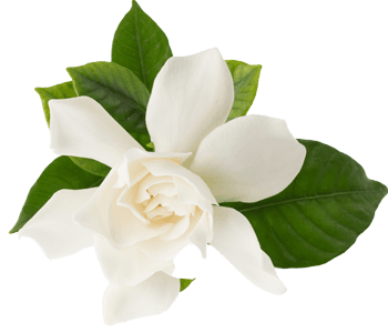 Gardenia