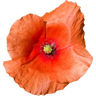 Red poppy