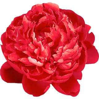 Red peony