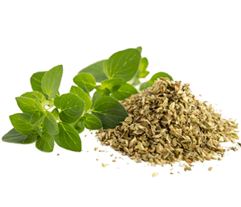 Oregano