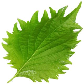 Japanese shiso