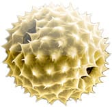 Pollen