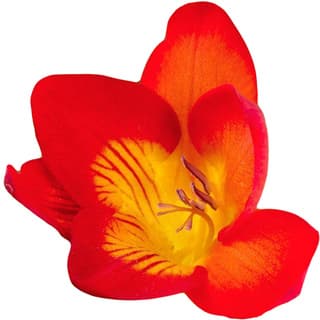 Red freesia