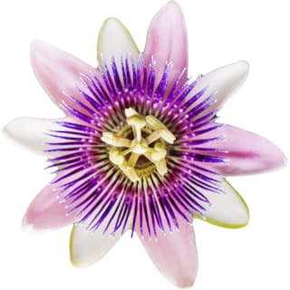 Mexican passion flower