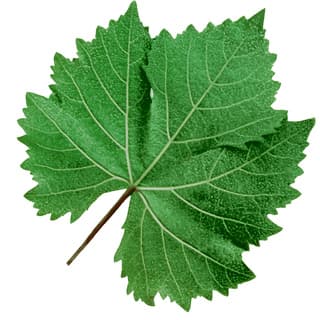 Grape leaf