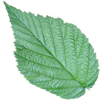 Raspberry leaf