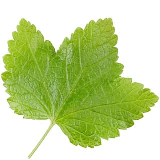 Redcurrant leaf