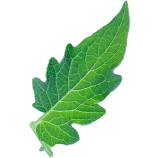 Tomato leaf absolute