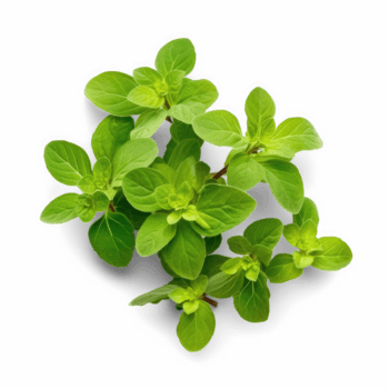 Marjoram