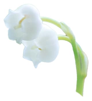 French lily-of-the-valley