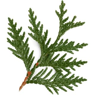 Californian incense cedar