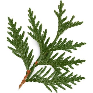 Taiwanese incense cedar