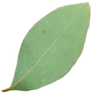 African eucalyptus