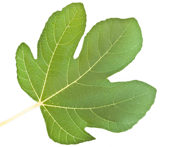 Fig leaf