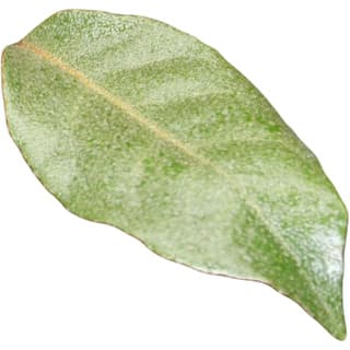 Elaeagnus